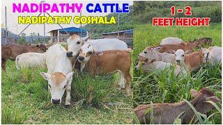 Dr. P. Krishnam raju created breed | Adorable Cattle - Nadipathy Goshala #miniature #trending #yt