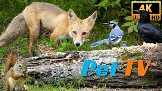 Entertain Your Cat or Dog with Pet TV | A Mad Chickadee at a Visiting Fox | Squirrel and Birds