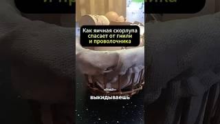 Лучшее удобрение — у тебя на кухне! Два способа применения скорлупы#дача #огород #сад