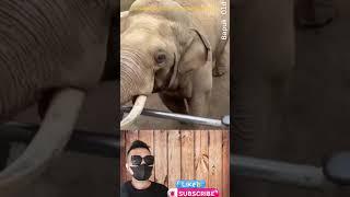 Kebaikan Gajah #Bapuk old #shortvideo #shortsfeed