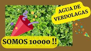 AGUA DE VERDOLAGAS/ FESTEJANDO LOS 10000