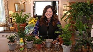 Houseplant Fern Care Guide! // Garden Answer