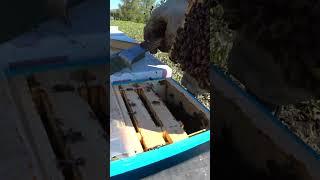 ПРОВЕРКА НУКЛЕУСОВ НА НАЛИЧИЕ МАТКИ ПОСЛЕ ЗАСЕЛЕНИЯ #bee #beekeeper #beekeeping