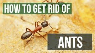 How to Get Rid of Ants | Kill Ants in Your Home, Yard, & Garden [4 Easy Steps!]