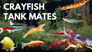 10 BEST Crayfish Tank Mates! || Crayfish Compatible Fish!