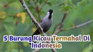 5 BURUNG KICAU TERMAHAL DI INDONESIA