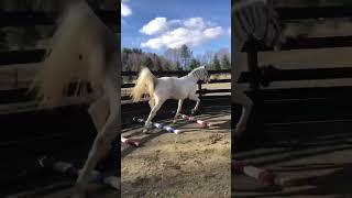 Dixie being dramatic for no reason  #funnyvideo #horses #ytshorts #equestrian #training #lol