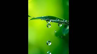 물방울 떨어지는 자연의 소리, Sound of nature/#shortsounds