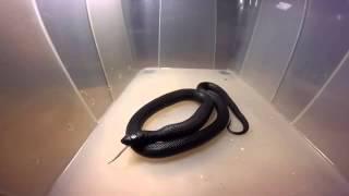 Lampropeltis Nigrita vs. Mouse