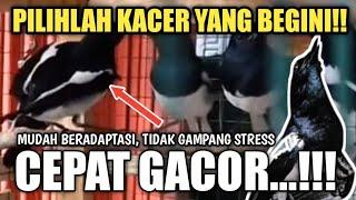 INI RAHASIANYA..!! MEMILIH KACER BAHAN OMBYOKAN YANG BAGUS DAN PROSPEK AGAR CEPET GACOR