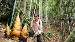 A lucky day for a single mother. Harvest giant bamboo shoots to prepare delicious dishes