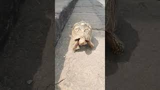 #latest#turtle#video#bikkavolu#subrahmanyaeswaraswami#temple