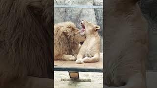 "Couple Goals" Lions in Love Heartwarming Compilation | Happy TV