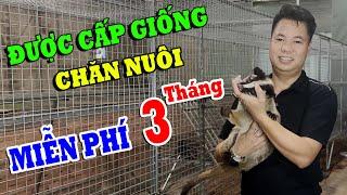 Được Cấp Con Giống Chăn Nuôi Miễn Phí 3 Tháng | CHĂN NUÔI VIỆT