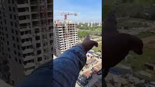 ЛЭП у дома это норм? #андрейартемов #ЛЭП #квартиравспб #питерскиеновостройки #жилойкомплекс