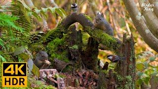 Cat TV for Cats to Watch  Beautiful birds, squirrels, small bridges  8 Hours(4K HDR)