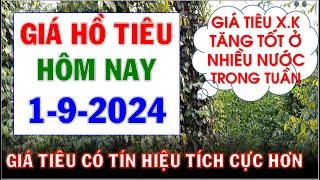 Giá Hồ tiêu hôm nay ngày 1/9/2024|Giá tiêu tăng tốt trên thị trường X.K và trong nước