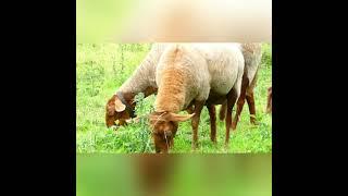 Bewerbungsvideo der Familie Tilebein-Milowski um den Naturschutzpreis 2020