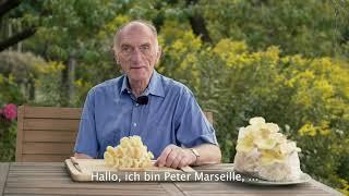 Peter Marseille erklärt die Welt der Pilze - Der Limonenseitling