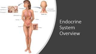 Endocrine System Overview