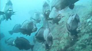 Büffelkopf Papageifische  - Humphead Parrotfish