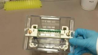 How to Run an SDS-PAGE gel