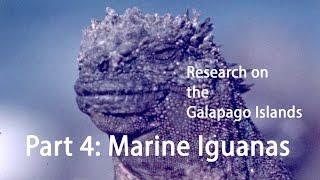 Research on the Galapagos Islands -- Part 4: Marine Iguanas