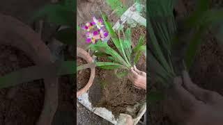 Ground orchid repotting                      #ytshorts #reporting #orchid #homegarden