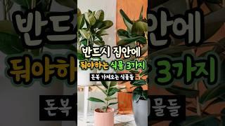 반드시 집안에 둬야하는 식물 세 가지 [돈복 가져오는 식물들] #생활풍수 #돈복