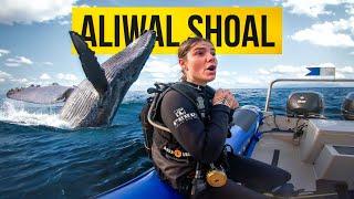 Insane Diving in Aliwal Shoal South Africa! (You Won't Believe What We Saw)