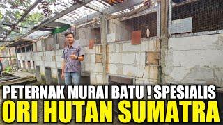 TERNYATA ADA DI SINI ! PETERNAK MURAI SPESIALIS ORI HUTAN SUMATRA D&L BIRDFARM