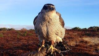 Goshawks - hunting pheasants in Angus, Scotland