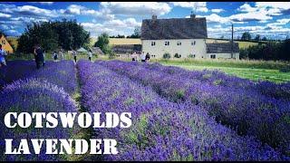 Lavender Farm - Cotswold