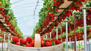 Modern Strawberry Cultivation Technology, Excellent Hydroponic Strawberries Farming in Greenhouse