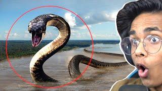 Mysteries of World's Biggest Snake - Titanoboa