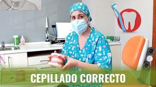  Cómo cepillarse los dientes correctamente + Extra 