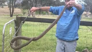 Big Eastern Brown Snake - Ballandean