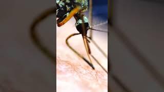 Mosquito BITING Human under the microscope! #shorts