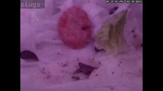 Slugs eating and moving around for 11 hours