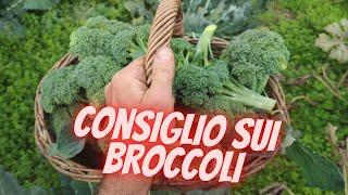 Come avere sempre dei broccoli da una sola pianta