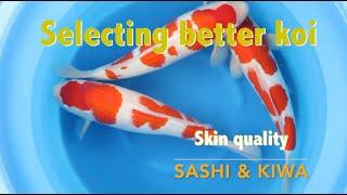 Sashi and kiwa explained: recognizing koi with high skin quality