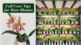 Top Tips For Growing Orchids Indoors in the Fall: The Ultimate Care Guide 