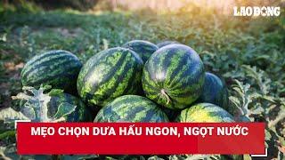 Mẹo chọn dưa hấu ngon, ngọt nước | Báo Lao Động