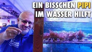 Hilft PIPI im Aquarium? - Claude erklärt Organik