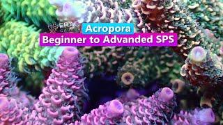 Acropra - Beginner to Advanced SPS