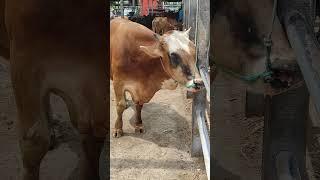 Big cow, cow dance #shorts #sapilucu #animals #cowvideos