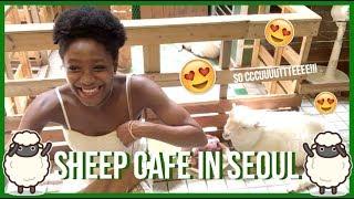 VLOG IN KOREA | we went to a sheep cafe in seoul