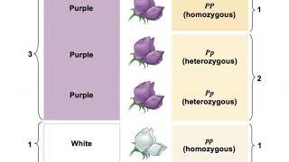 Chapter 14 - Mendel and the Gene Idea