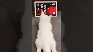 #shorts _cat_cute_pet_yoyomcn_fyp_foryou.mp4