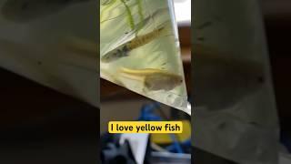 #yellowfish #yellowendlers #livebearers #BCASauction # #queaquatics #aquariums #fish #freshwater